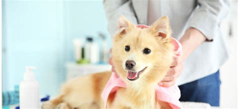 How to Become a Dog Groomer in Minnesota