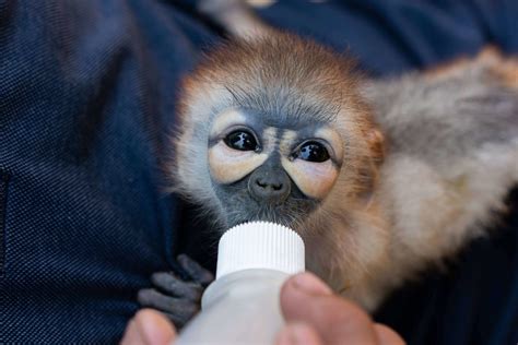 How to Become a Wildlife Rehabilitator - ct