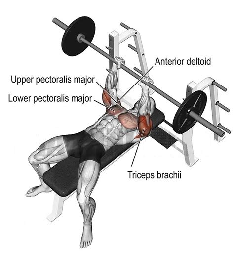 How to Bench Press Muscles Worked & Technique StrengthLog