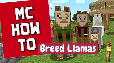 How to Breed Llamas in Minecraft All you need to know 