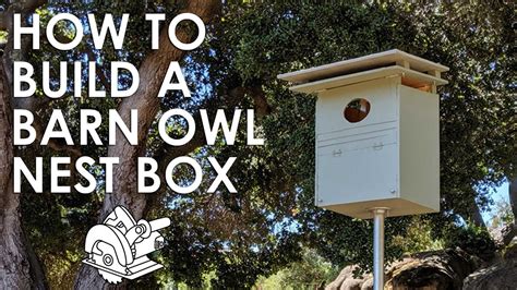 How to Build a Barn Owl Nesting Box YouTube