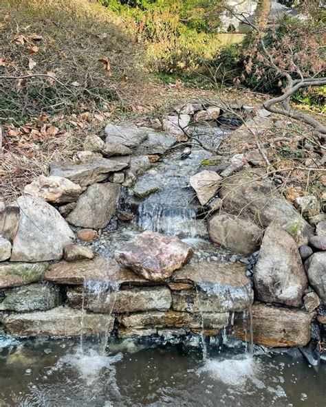 How to Build a Large Pond in Your Backyard Ultimate Guide