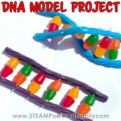 How to Build a Sweet DNA Model Biology Project for Kids