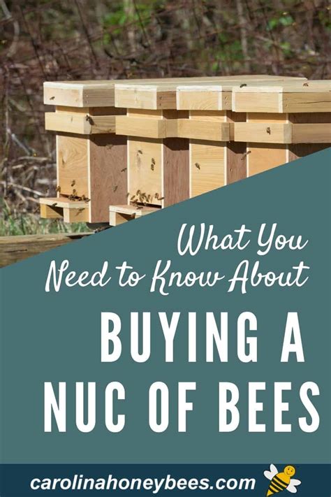 How to Buy a Nucleus Colony - Nuc of Bees - Carolina Honeybees