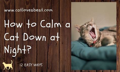 How to Calm a Cat Down at Night: 9 Possible Ways Hepper