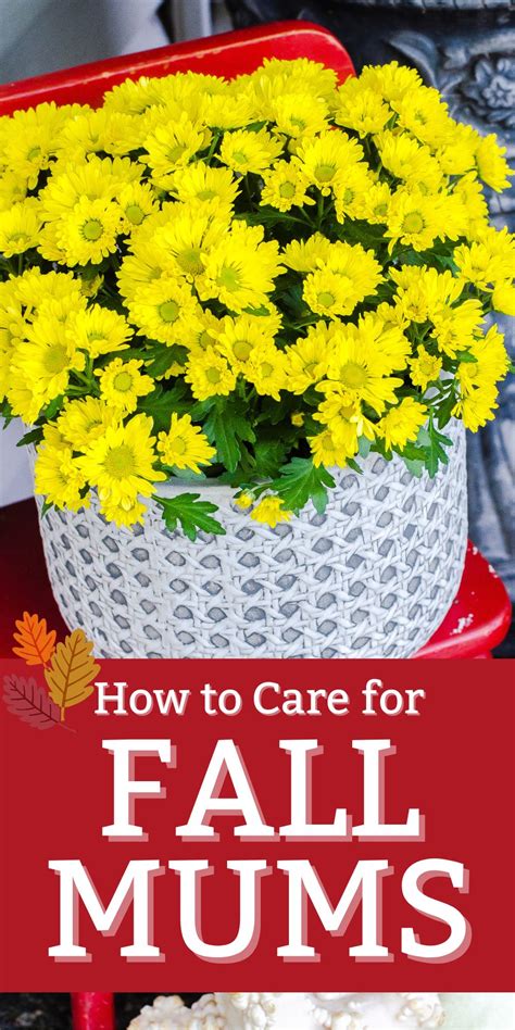 How to Care For Fall Mums - intelligentdomestications.com