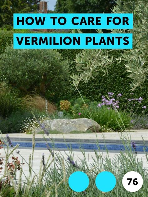 How to Care for Vermilion Plants Home Guides SF Gate