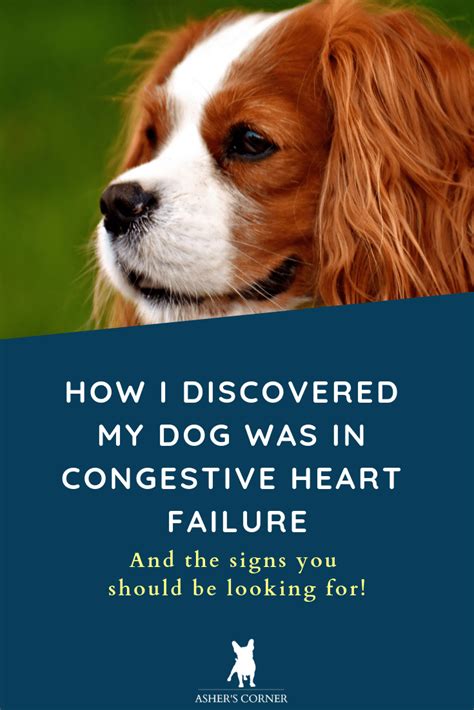 How to Care for a Dog with Congestive Heart Failure - Hellow Dog