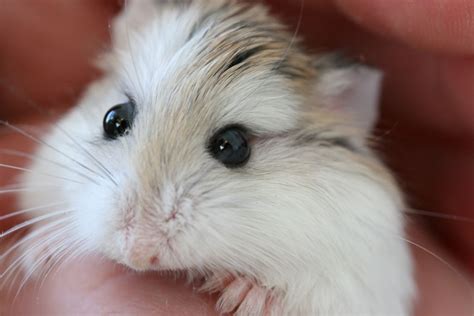 How to Care for a Pet Robo (Roborovski) Hamster - The Spruce Pets