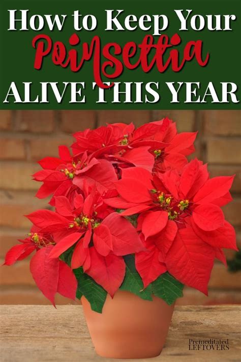 How to Care for a Poinsettia - Keep Poinsettias Alive Indoors - Woman