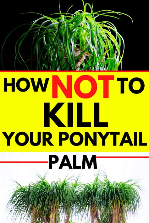 How to Care for a Ponytail Palm, with Ronita - YouTube