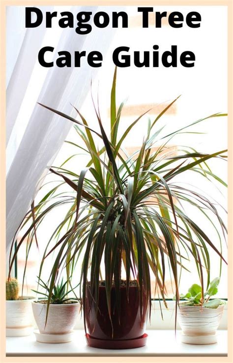 How to Care for a Potted Black Dragon Home Guides