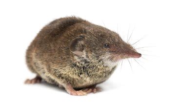 How to Care for a Shrew Cuteness