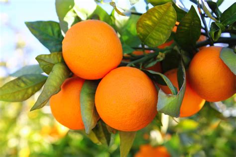 How to Care for an Orange Tree - Houseplant Advice