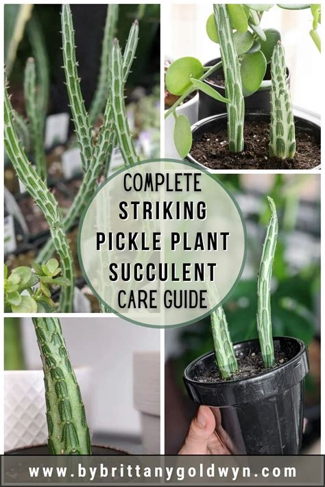 How to Care for the Striking Pickle Plant Succulent - by Brittany Goldwyn