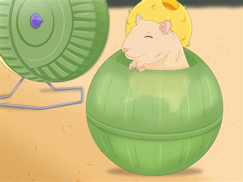 How to Catch a Gerbil on the Loose (with Pictures) - wikiHow