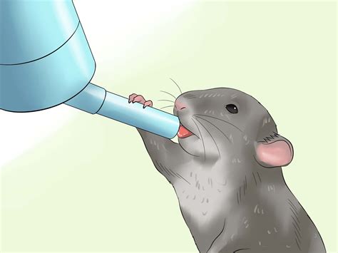 How to Choose Between a Pet Mouse or Pet Rat: 10 Steps - wikiHow