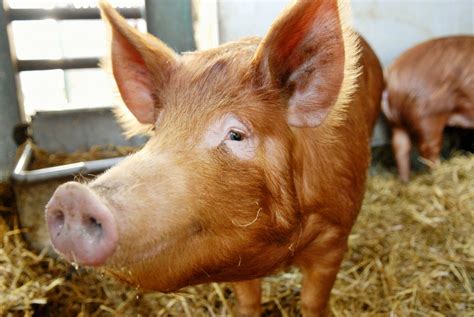 How to Choose a Boar for Breeding on Your Farm