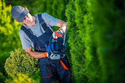 How to Choose a Hedge Trimmer Gardening Tool Site