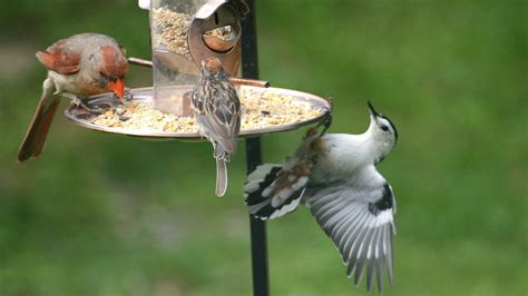 How to Choose the Right Kind of Bird Feeder All About Birds