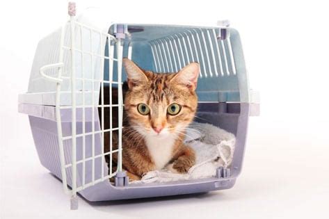 How to Choose the Right Size and Style of Cat Carrier