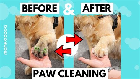 How to Clean Puppy Feet Wag! - WagWalking