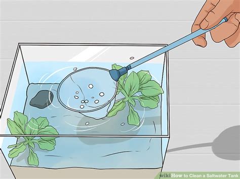 How to Clean a Saltwater Tank: 12 Steps (with Pictures) - wikiHow