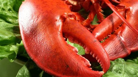 How to Cook Pre Cooked Frozen Lobster Claws