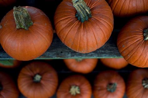 How to Cook and Use Pie Pumpkins - The Self Sufficient …