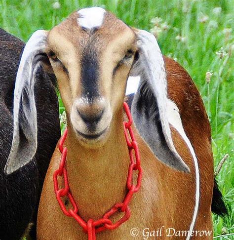 How to Correct a Nubian Goat Kid’s Folded Ears