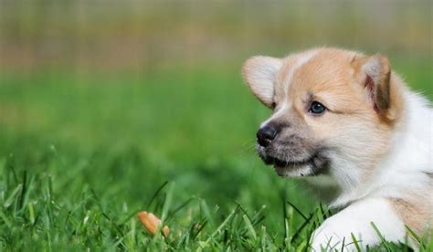 How to Crate Train a Corgi Puppy Wag! - WagWalking