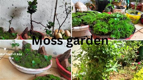 How to Create a Moss Garden - YouTube