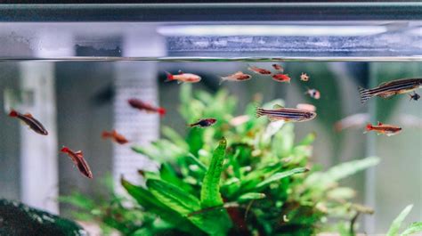 How to Create an Awesome In-Home Aquarium Redfin