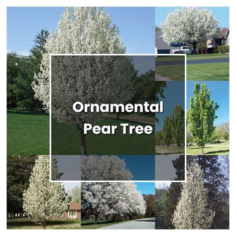 How to Cultivate a Beautiful Ornamental Pear Tree