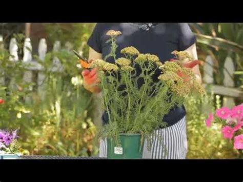 How to Cut Back Yarrow Home Guides SF Gate