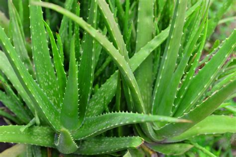 How to Cut an Aloe Plant Aloe Vera Uses and Benefits HGTV