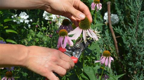 How to Deadhead Coneflowers: A Simple Guide - House and Home