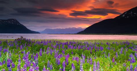 How to Deal With Alaska’s Endless Summer Light