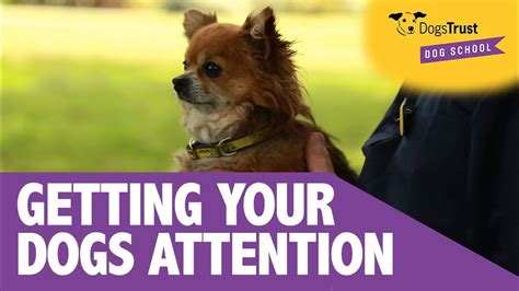 How to Deal With an Attention-seeking Dog? - YouTube