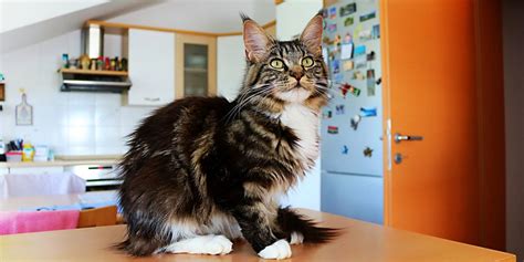 How to Deal with Food Aggression in Cats Tips & Techniques