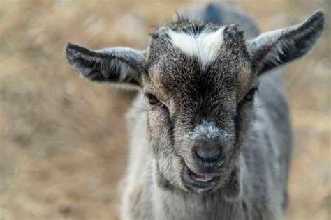 How to Dehorn Goats (A Complete Guide) – Me and My Goats