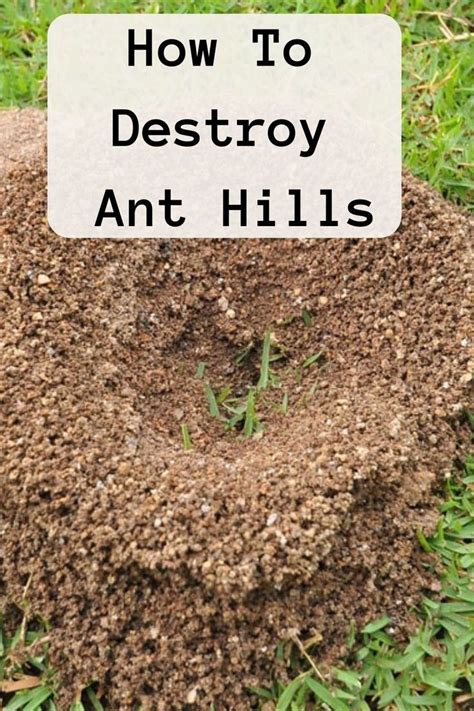 How to Destroy an Ant Hill - YouTube