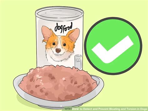 How to Detect and Prevent Bloating and Torsion in Dogs Mintbowl dog