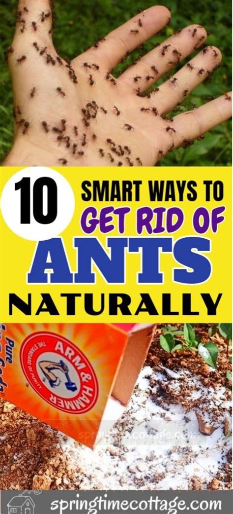 How to Deter Ants from the Garden DoItYourself.com