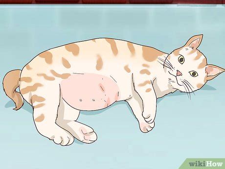 How to Diagnose and Treat Pyometra in Cats 10 Steps
