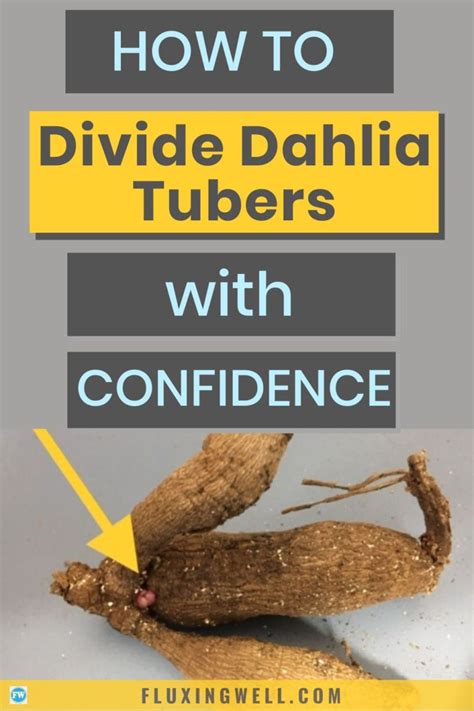 How to Divide Dahlia Tubers with Confidence - Fluxing Well