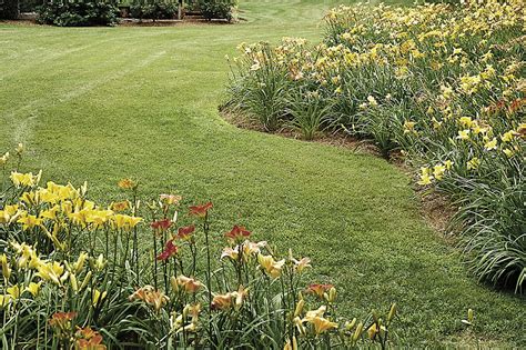 How to Divide Daylilies - This Old House