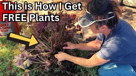 How to Divide a Heuchera - YouTube