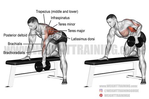 How to Do a Bent Over Dumbbell Row Techniques Benefits Variations