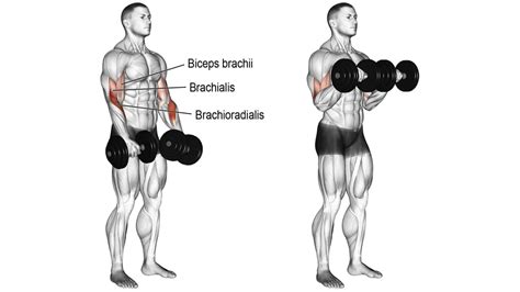 How to Do a Reverse Biceps Curl Techniques Benefits Variations